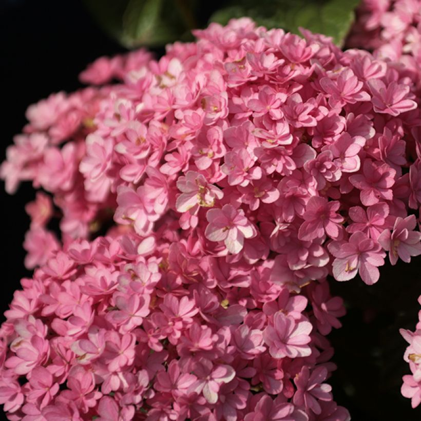 Hydrangea macrophylla Umbrella - Ortensia (Fioritura)