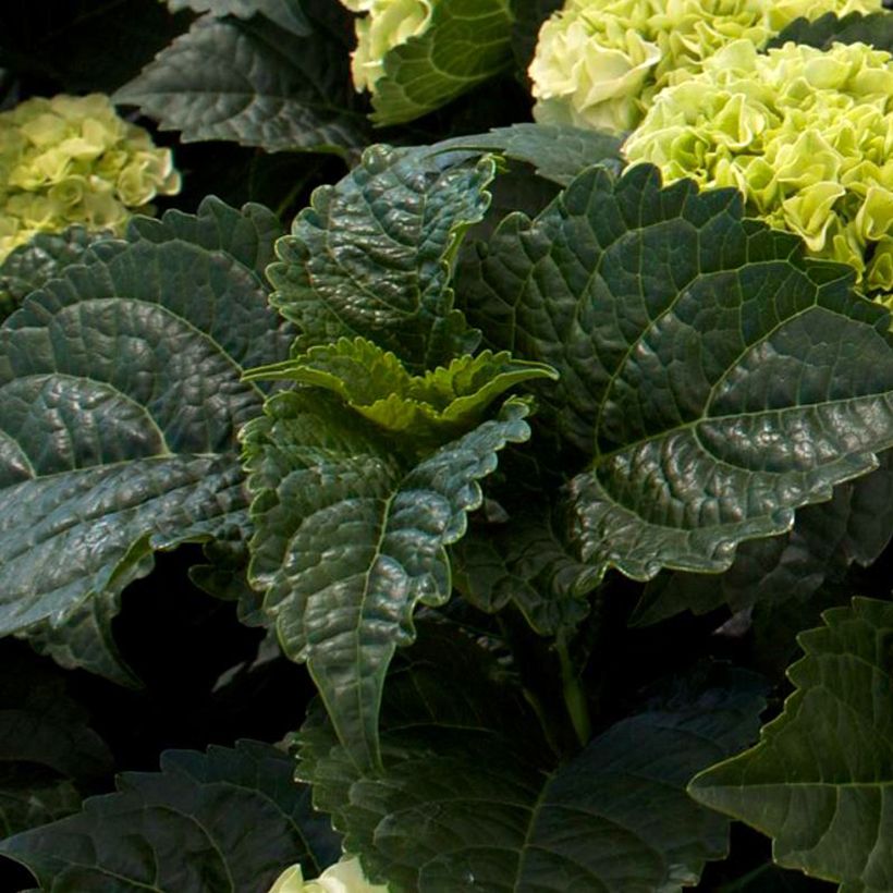 Hydrangea macrophylla Wudu - Ortensia (Fogliame)