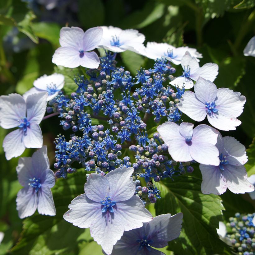 Hydrangea macrophylla Blue wave - Ortensia (Fioritura)