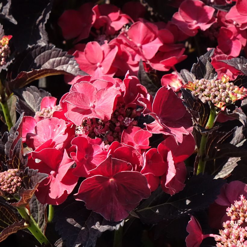 Hydrangea macrophylla After Midnight (Flowering)
