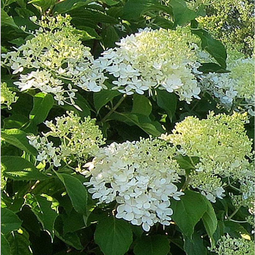 Hydrangea paniculata Bombshell - Ortensia paniculata (Flowering)