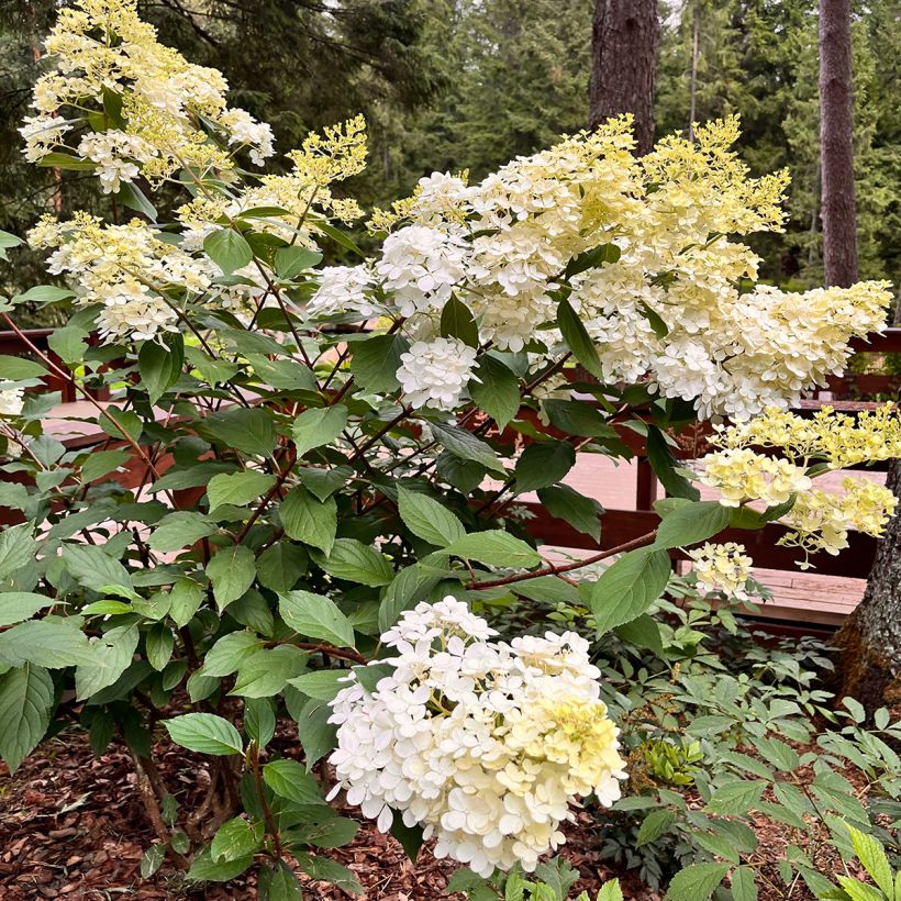 Hydrangea paniculata Candlelight - Ortensia paniculata (Porto)