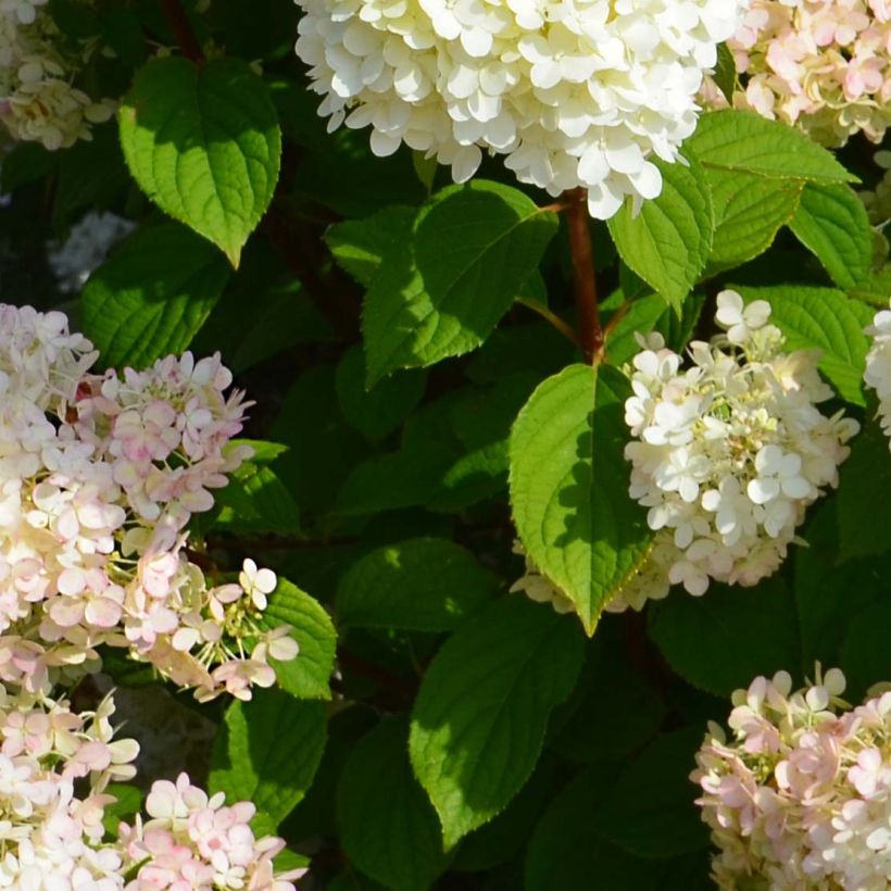 Hydrangea paniculata Diamantino - Ortensia paniculata (Foliage)