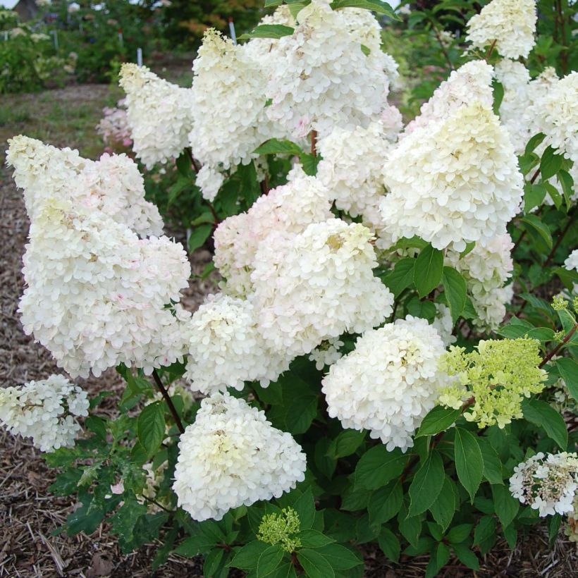 Hydrangea paniculata Diamantino - Ortensia paniculata (Flowering)