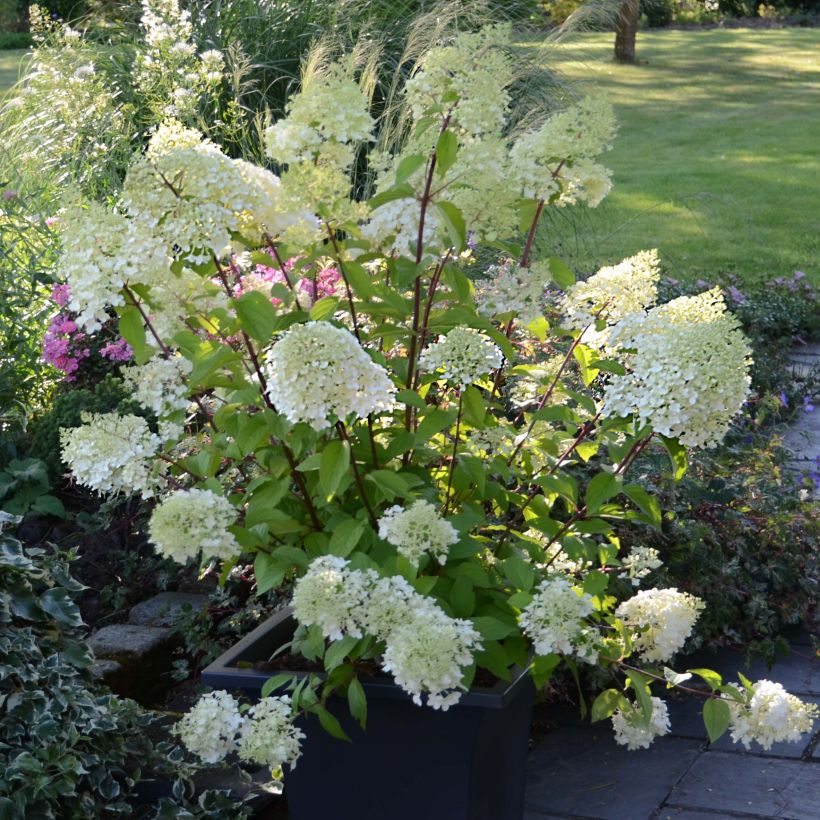 Hydrangea paniculata Diamantino - Ortensia paniculata (Plant habit)