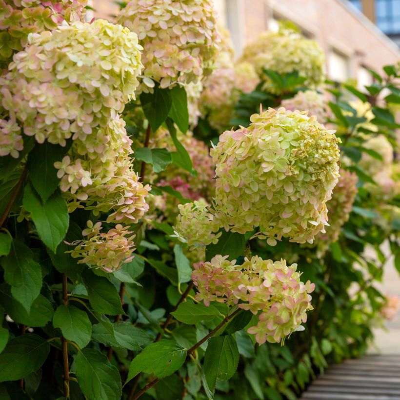 Hydrangea paniculata Graffiti - Ortensia paniculata (Plant habit)