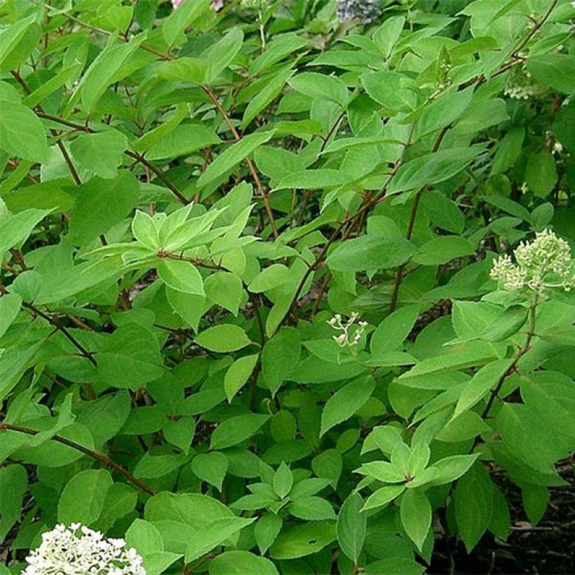 Hydrangea paniculata Grandiflora - Ortensia paniculata (Foliage)
