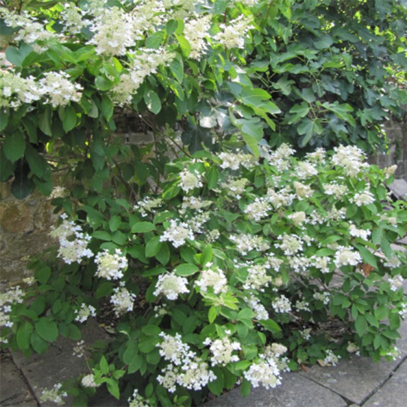 Hydrangea paniculata Grandiflora - Ortensia paniculata (Plant habit)