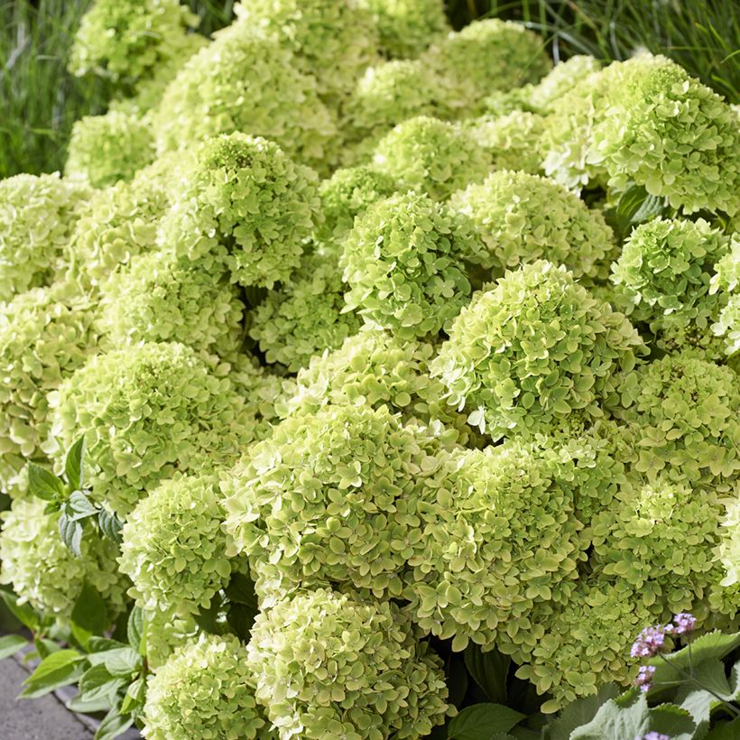 Hydrangea paniculata Groundbreaker Greeny - Hortensia paniculé nain (Fioritura)
