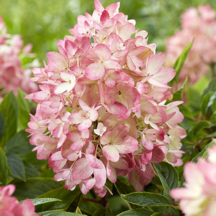 Hydrangea paniculata Groundbreaker - Ortensia paniculata (Flowering)