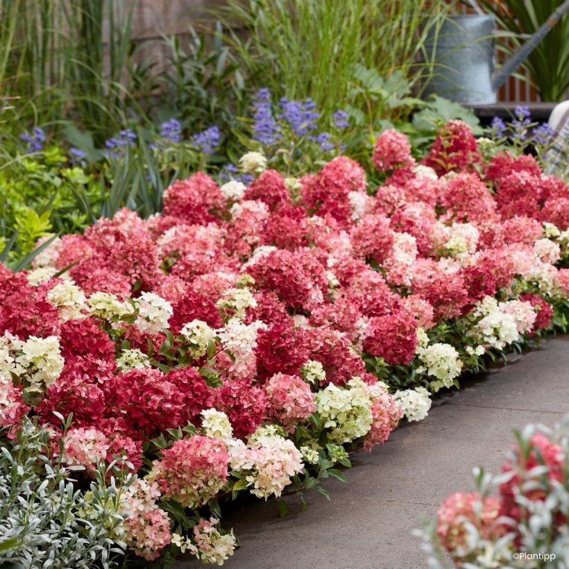 Hydrangea paniculata Groundbreaker Ruby - Hortensia paniculé nain (Porto)