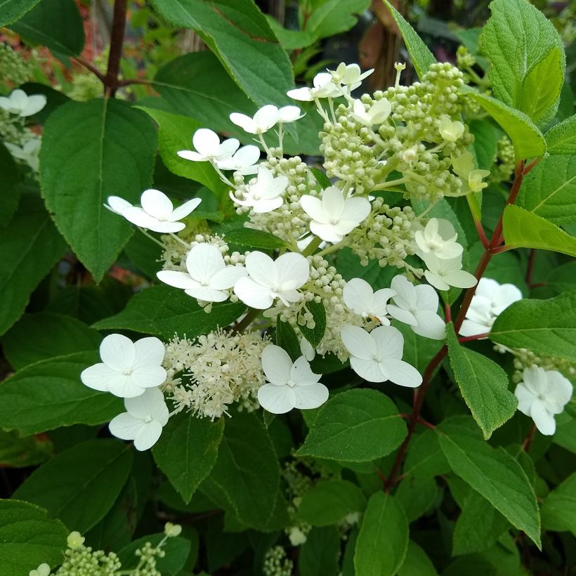 Hydrangea paniculata Kyushu - Ortensia paniculata (Fogliame)