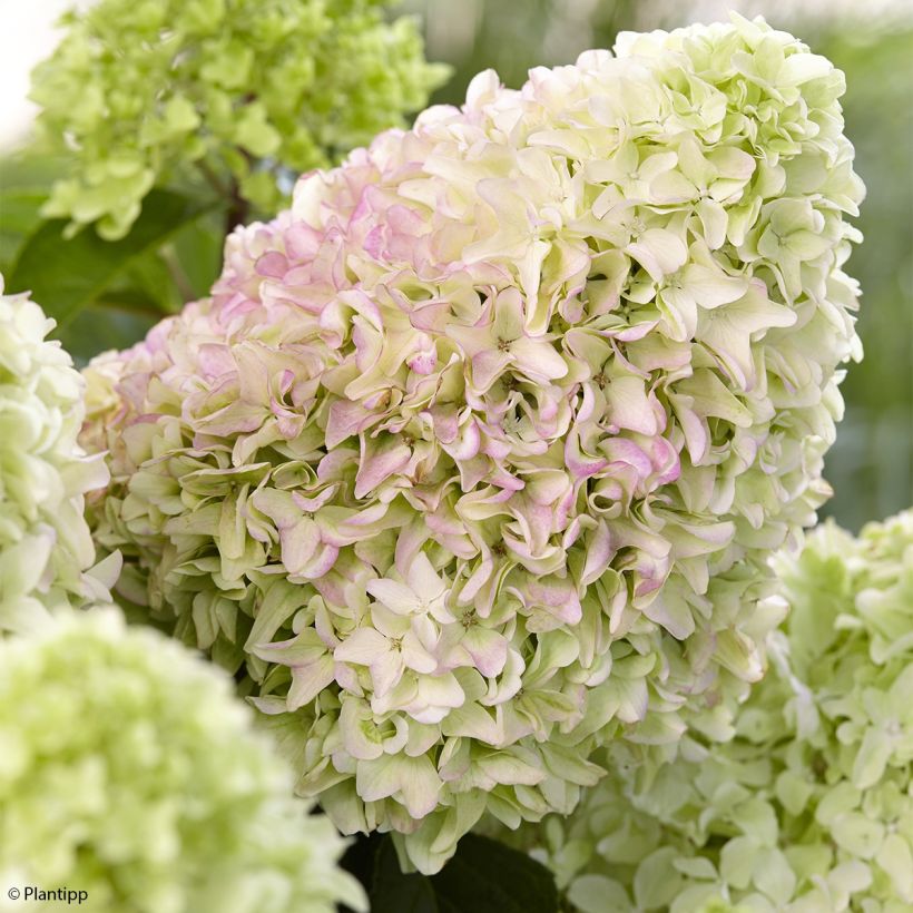 Hydrangea paniculata Little Fraise - Ortensia paniculata (Fioritura)
