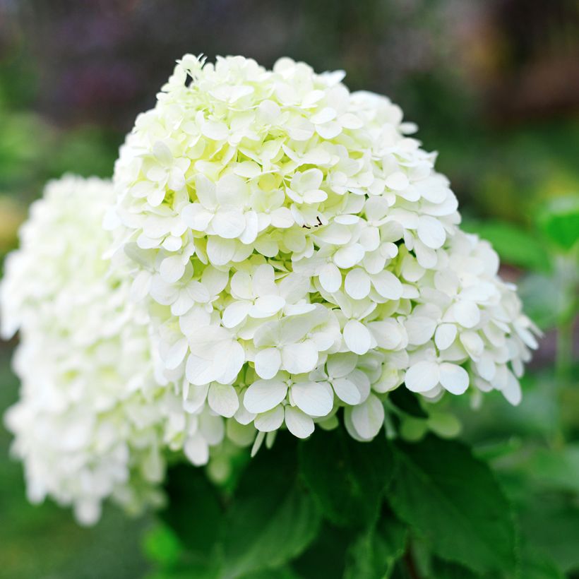 Hydrangea paniculata Little Spooky - Ortensia paniculata (Flowering)