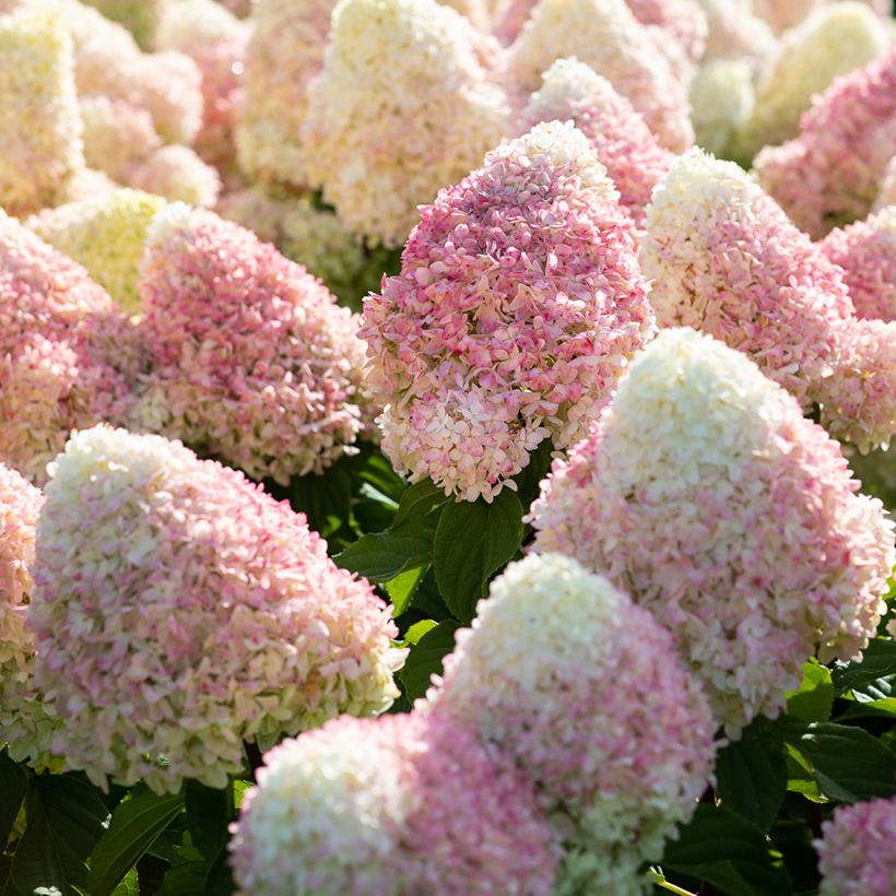Hydrangea paniculata Living Candy Love - Hortensia paniculé (Fioritura)