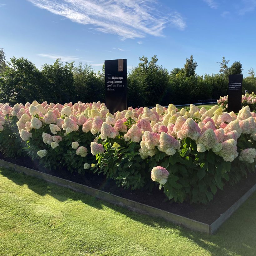 Hydrangea paniculata Living Candy Love - Hortensia paniculé (Porto)