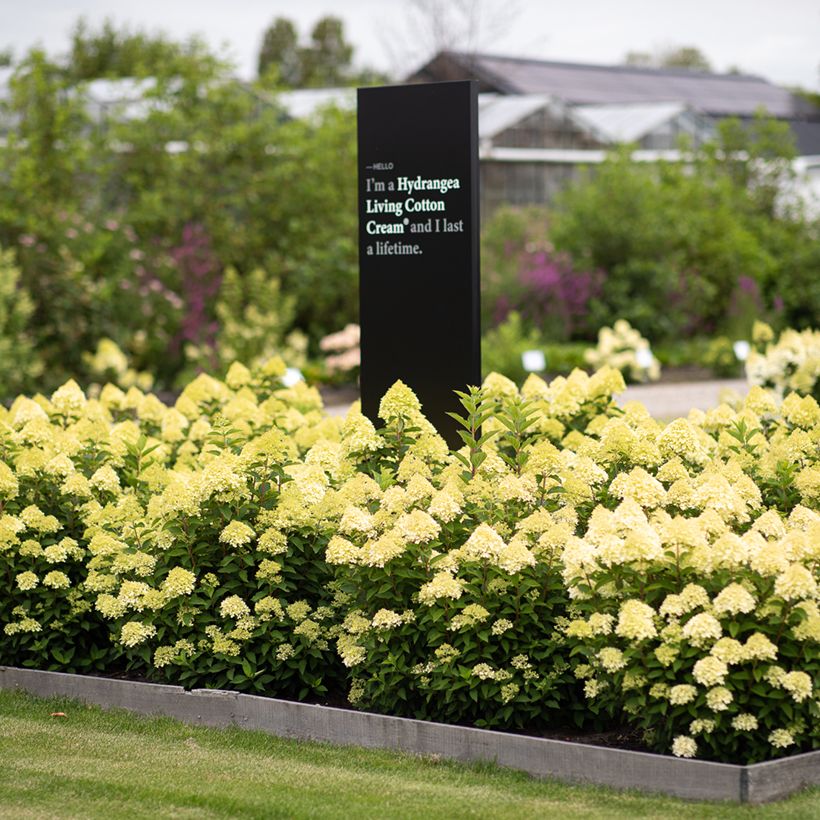 Hydrangea paniculata Living Cotton Cream - Hortensia paniculé (Porto)