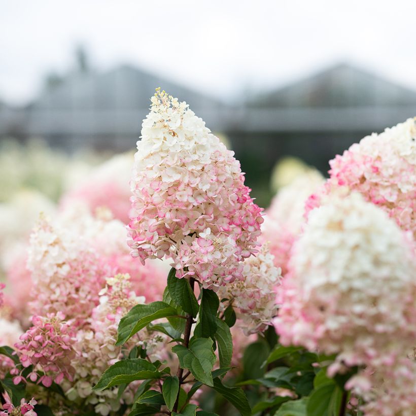 Hydrangea paniculata Living Strawberry Blossom - Hortensia paniculé (Fioritura)