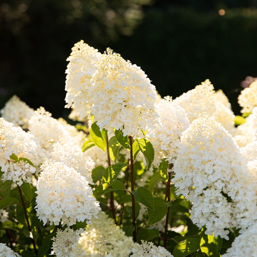 Hydrangea paniculata Living Sugar Rush - Hortensia paniculé (Fioritura)