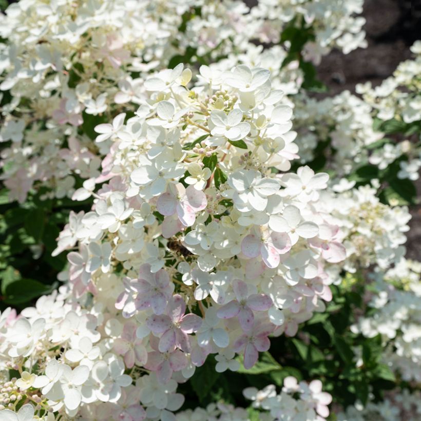 Hydrangea paniculata Living Touch of Pink - Hortensia paniculé (Fioritura)