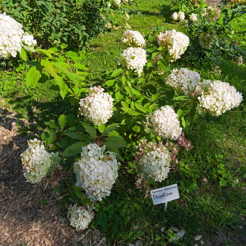 Hydrangea paniculata Phantom - Ortensia paniculata (Porto)