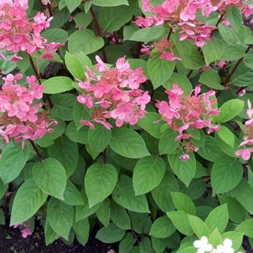 Hydrangea paniculata Pink Diamond - Ortensia paniculata (Foliage)