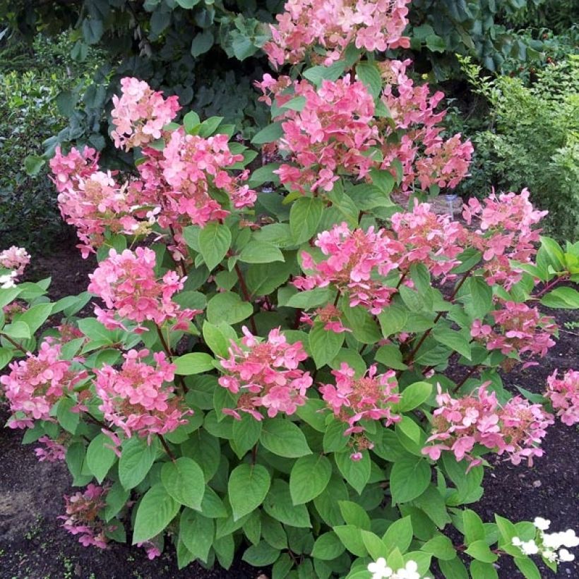 Hydrangea paniculata Pink Diamond - Ortensia paniculata (Plant habit)