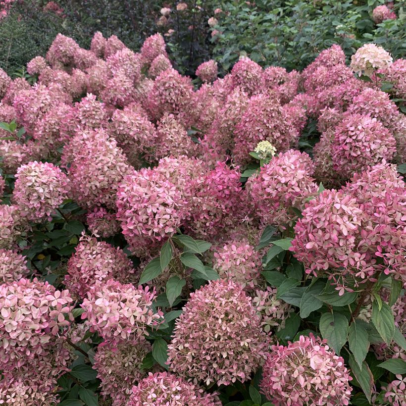 Hydrangea paniculata Pixio - Hortensia paniculé nain (Fioritura)