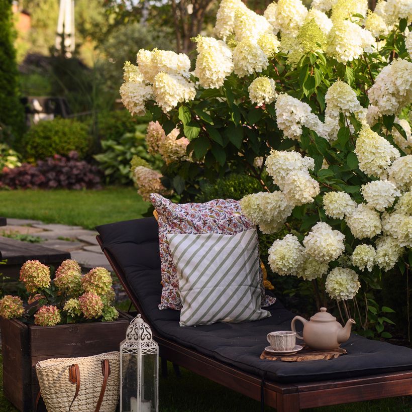 Hydrangea paniculata Polar Bear - Ortensia paniculata (Plant habit)