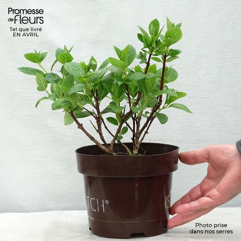 Example of Hydrangea paniculata Switch Ophelia - Ortensia paniculata Vaso da 1,5L/2L as you get in printemps