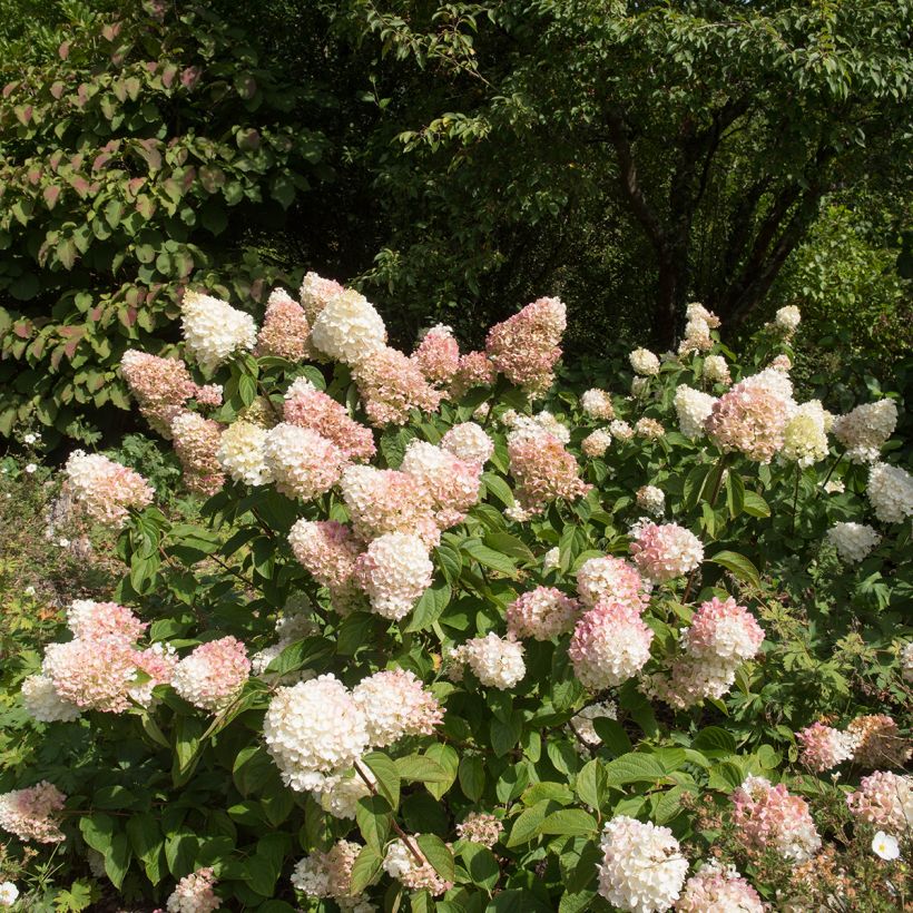 Hydrangea paniculata Silver Dollar - Ortensia paniculata (Plant habit)