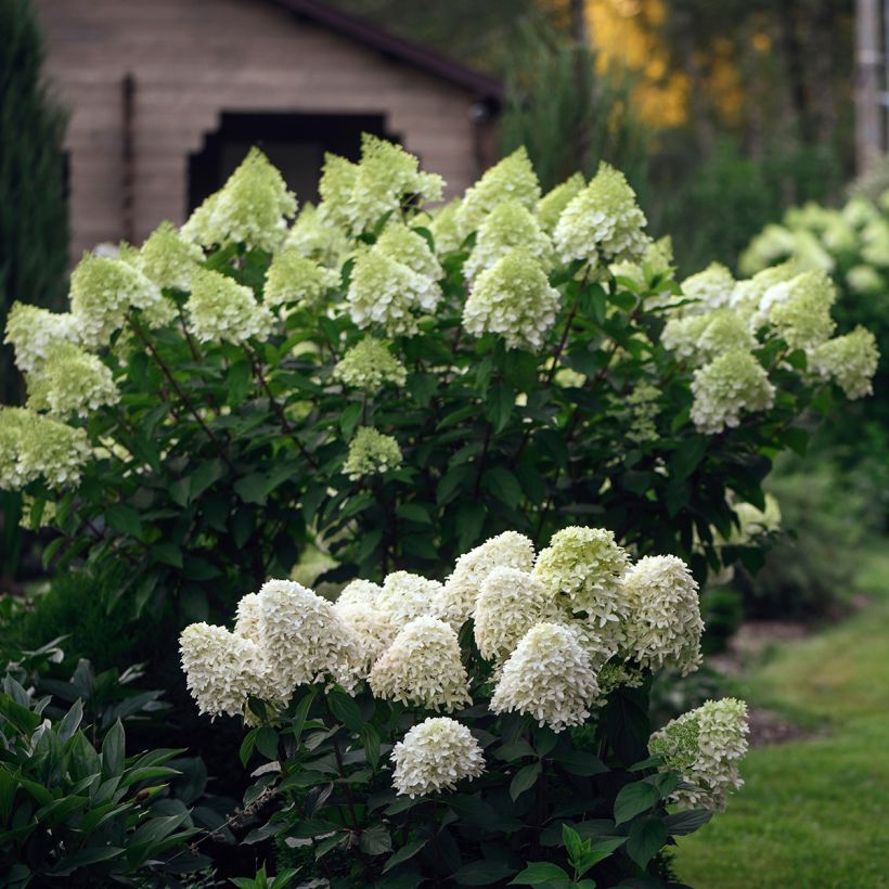 Hydrangea paniculata Skyfall - Ortensia paniculata (Plant habit)