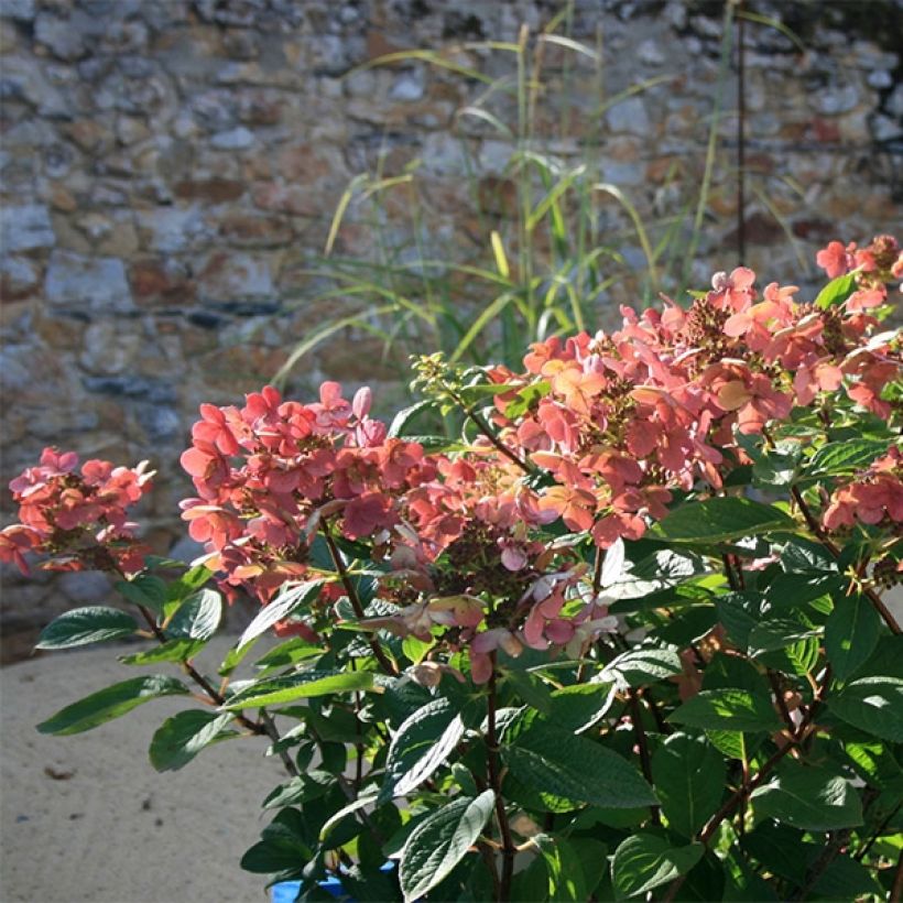 Hydrangea paniculata Sparkling - Ortensia paniculata (Porto)