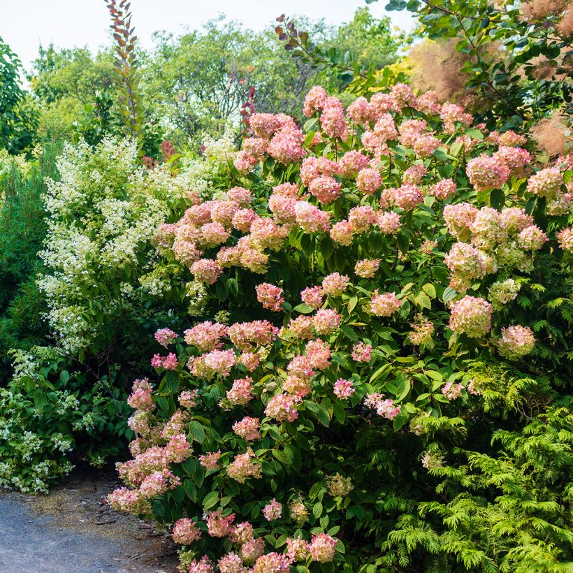 Hydrangea paniculata Sundae Fraise - Ortensia paniculata (Porto)