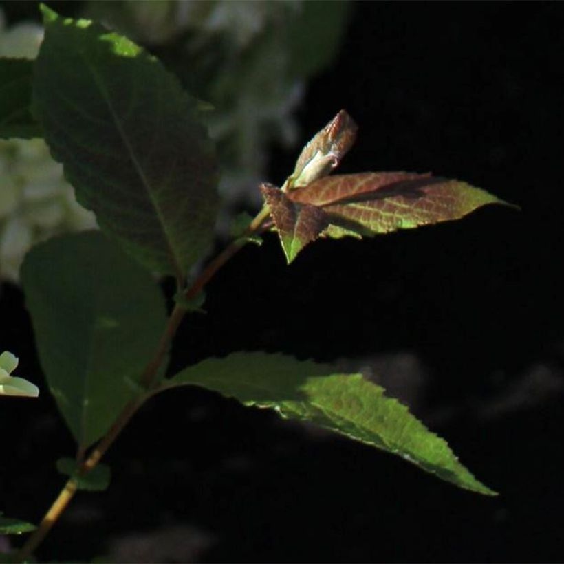 Hydrangea paniculata White Light - Ortensia paniculata (Foliage)