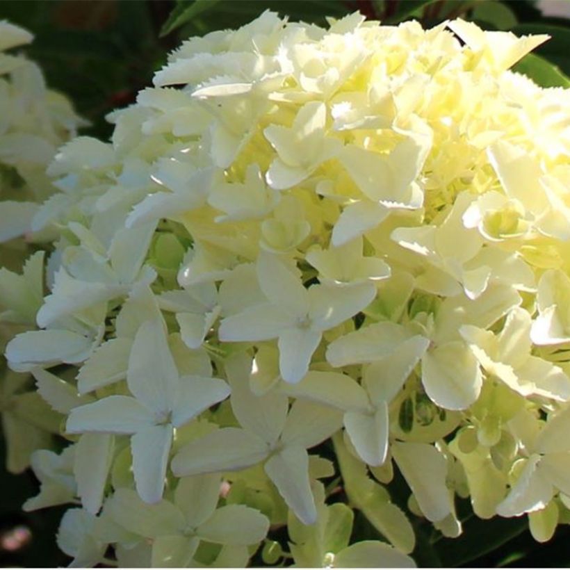 Hydrangea paniculata White Light - Ortensia paniculata (Flowering)