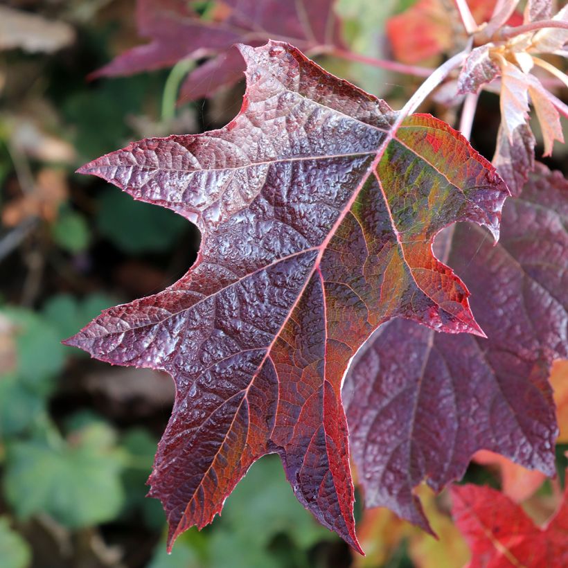 Hydrangea quercifolia Burgundy - Ortensia a foglie di quercia (Fogliame)