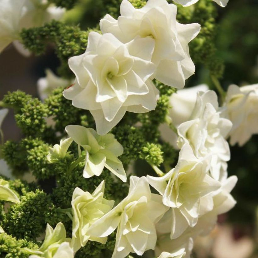 Hydrangea quercifolia Gatsby Star - Ortensia a foglie di quercia (Flowering)