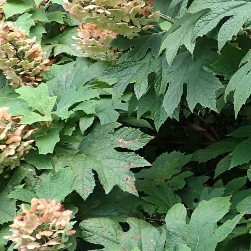 Hydrangea quercifolia Jetstream - Ortensia a foglie di quercia (Foliage)