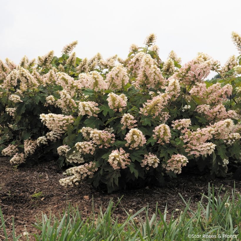 Hydrangea quercifolia Little Yeti - Hortensia à feuilles de chêne (Porto)