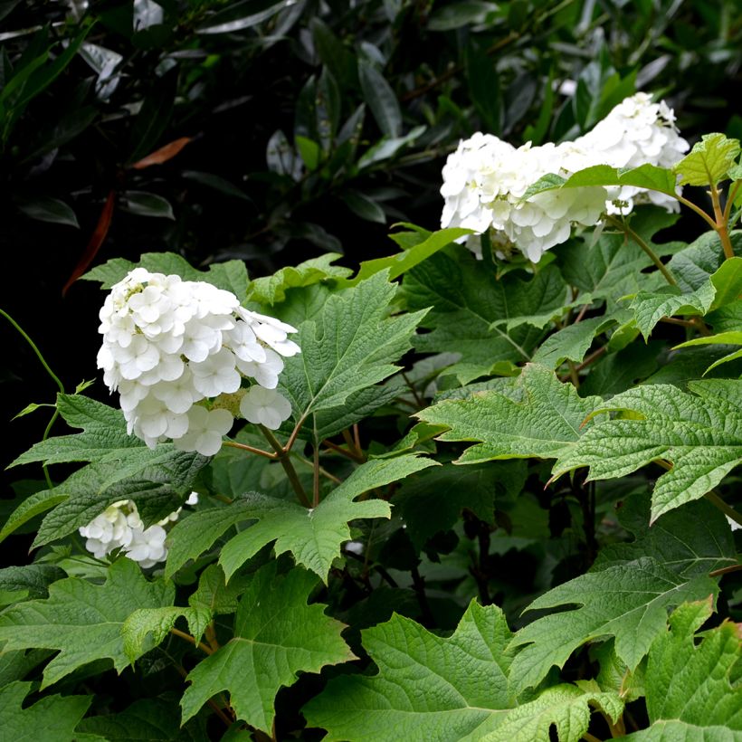 Hydrangea quercifolia Snow Queen - Ortensia a foglie di quercia (Fioritura)