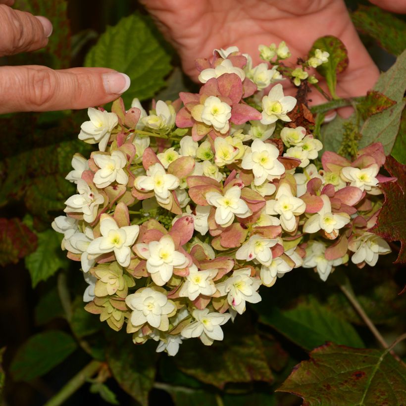 Hydrangea quercifolia Snowflake - Ortensia a foglie di quercia (Fioritura)