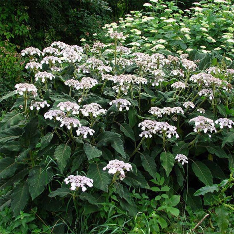 Hydrangea aspera subsp. sargentiana - Ortensia (Plant habit)