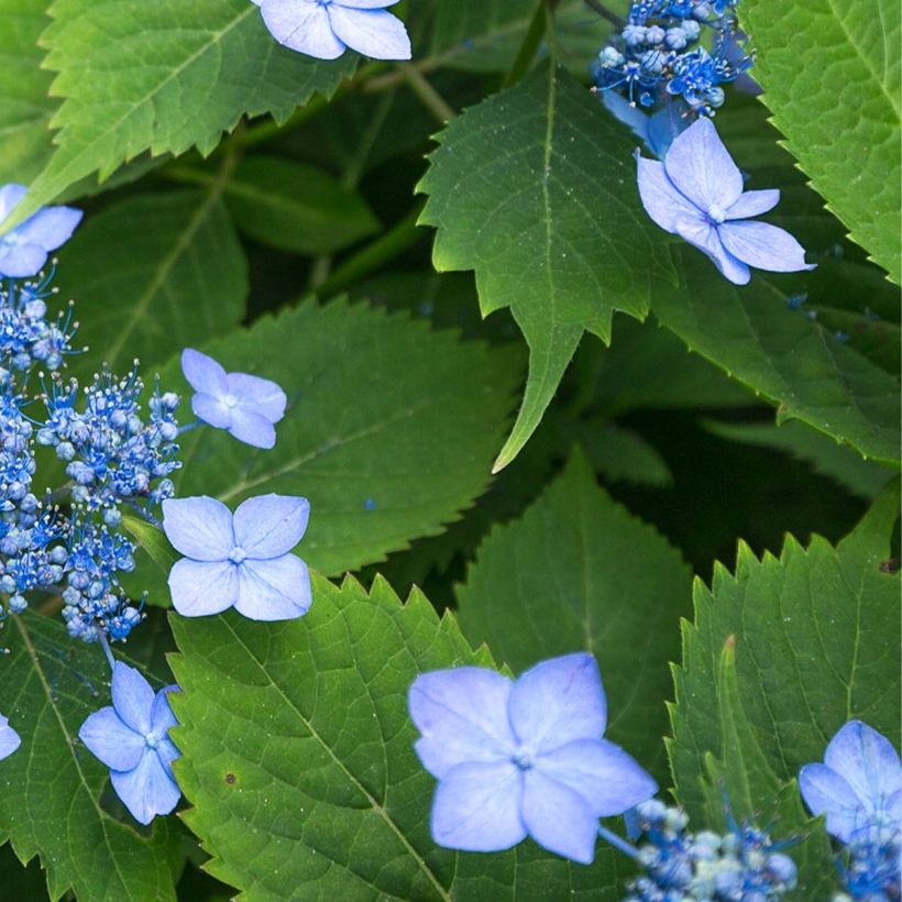 Hydrangea serrata Annie's Blue - Ortensia (Foliage)