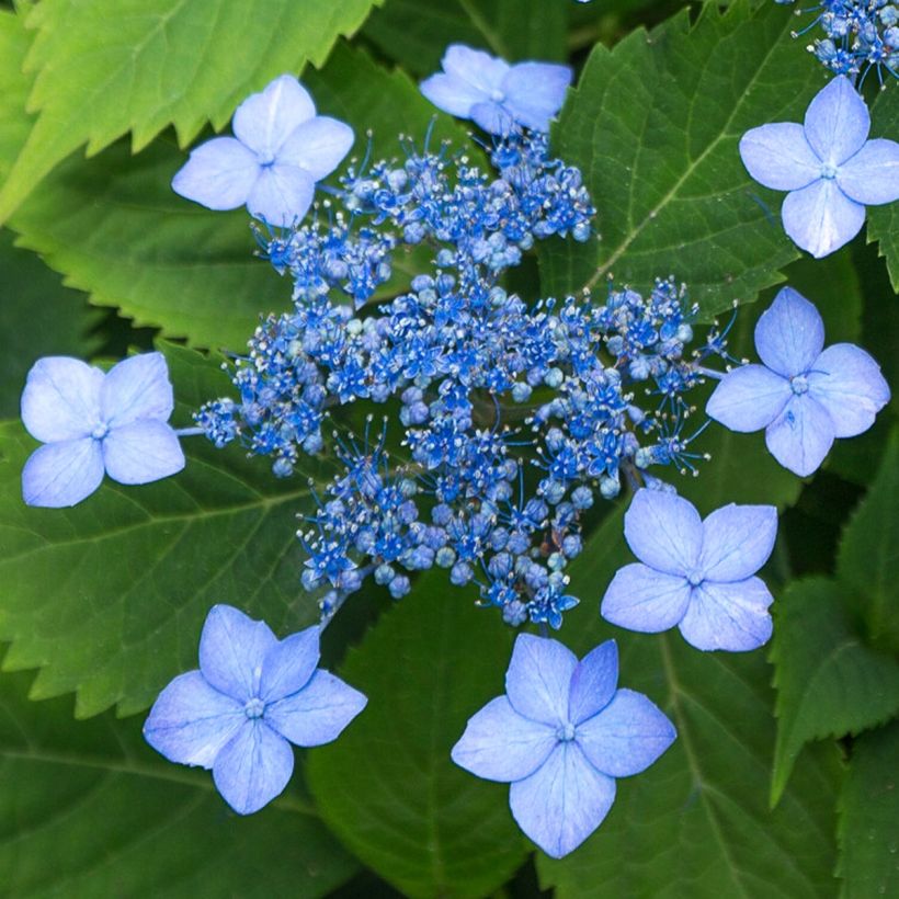 Hydrangea serrata Annie's Blue - Ortensia (Flowering)