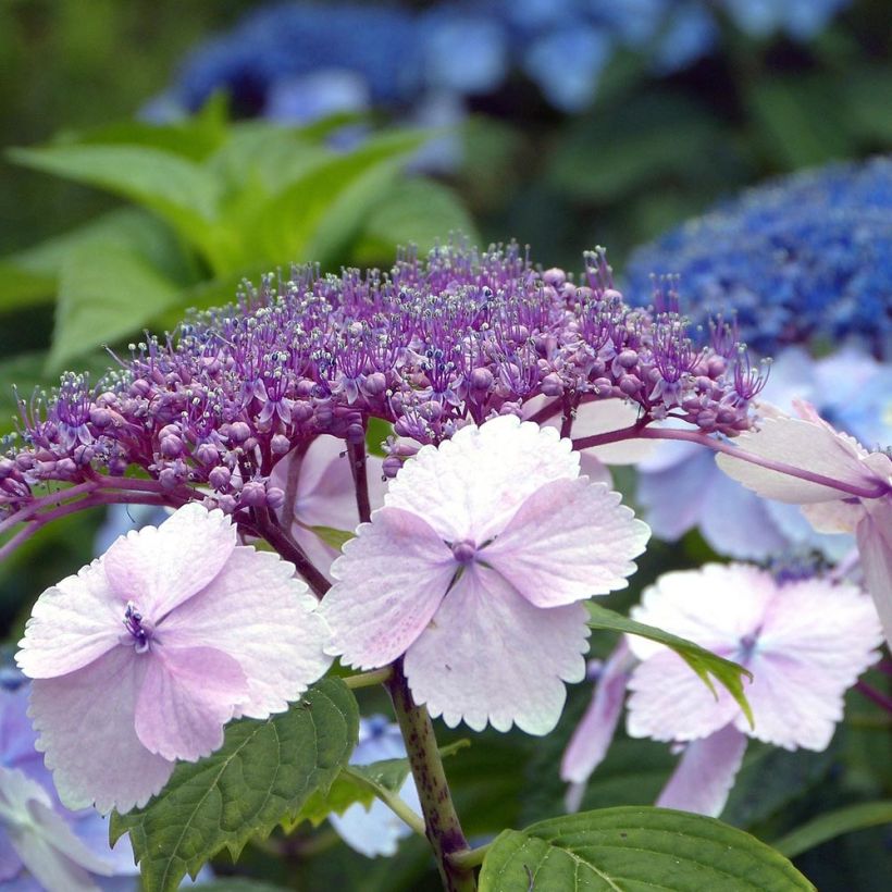 Hydrangea serrata Klaveren - Ortensia (Fioritura)