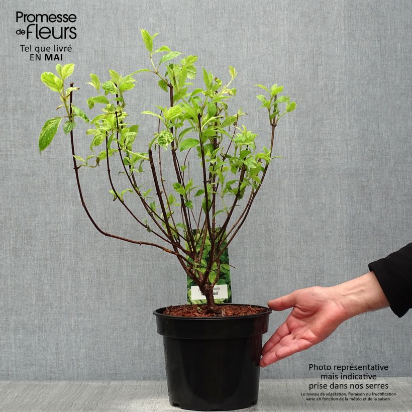 Example of Hydrangea paniculata Shikoku Flash - Ortensia paniculata Vaso da 3L/4L as you get in printemps
