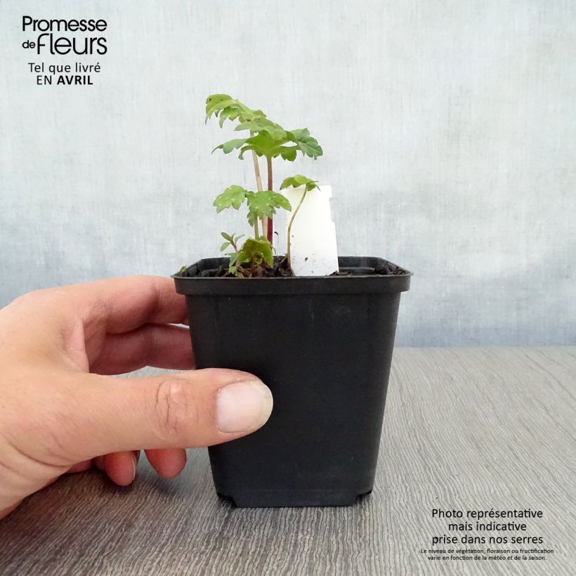 Hydrophyllum canadense Vasetto da 8/9 cm esemplare consegnato in primavera