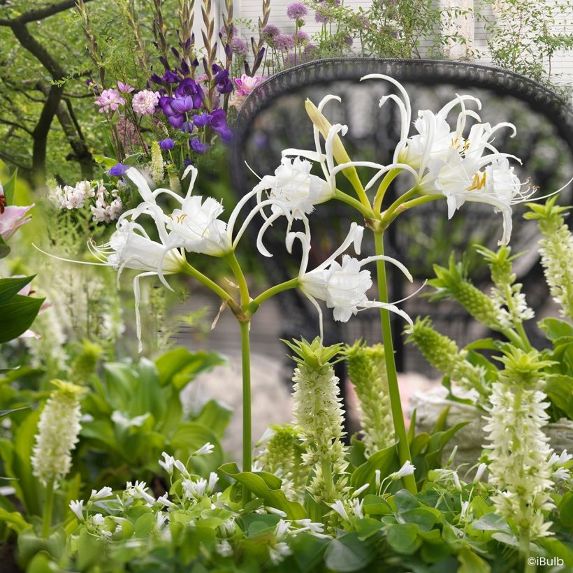 Hymenocallis festalis Zwanenburg (Porto)