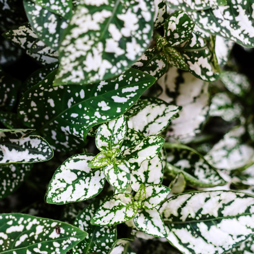 Hypoestes phyllostachya White (Fogliame)